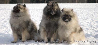 Вольфшпиц (кеесхонд) щенки